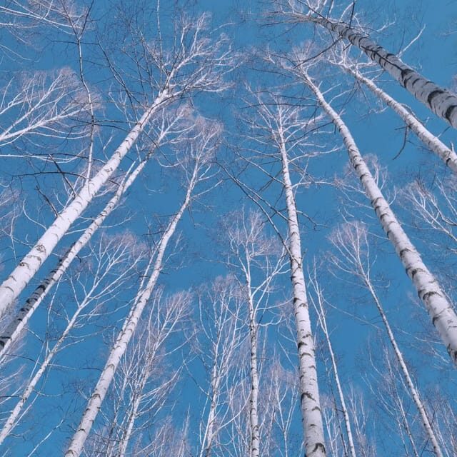 Wondae-ri Birch Forest and In-je Maebawi Icewall Day Tour - Exploring the Wondae-ri Birch Forest: A Winter Fairy Tale