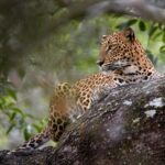 Yala Full day Leopard Safari Tour with Picnic Lunch - What Makes This Tour Stand Out