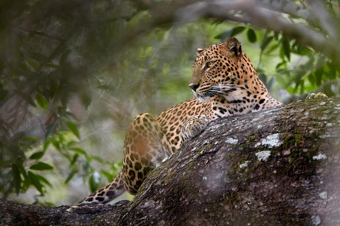 Yala Full day Leopard Safari Tour with Picnic Lunch - What Makes This Tour Stand Out