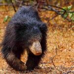 Yala National Park Safari from Weligama - What the Tour Includes and What to Expect