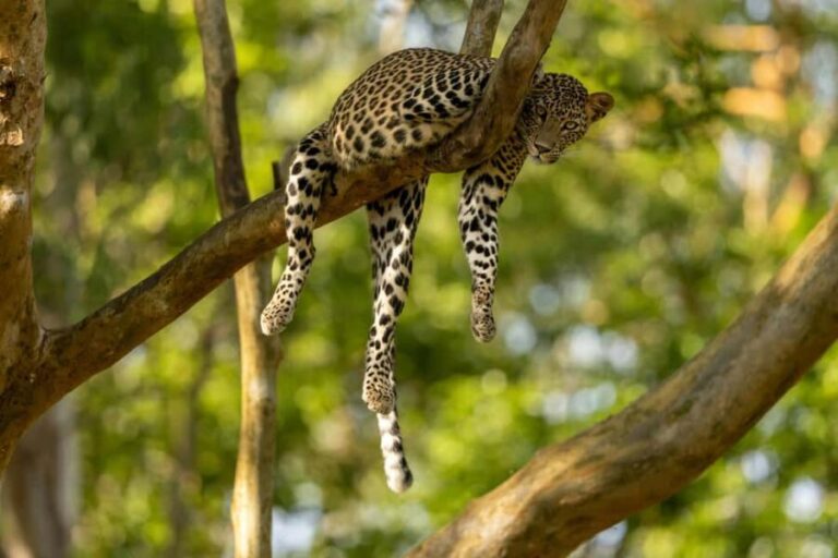 Yala Safari: High-Luxury PRIVATE Tours with Entry Tickets - What to Expect from the Yala Safari Experience