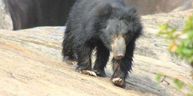 Yala Safari Morning/Evening, 7hours & 12 hours incl. Meals!! - The Sum Up