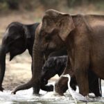 Yala safari Tours Morning /Afternoon /Fullday - Wildlife Encounters: What You Might See