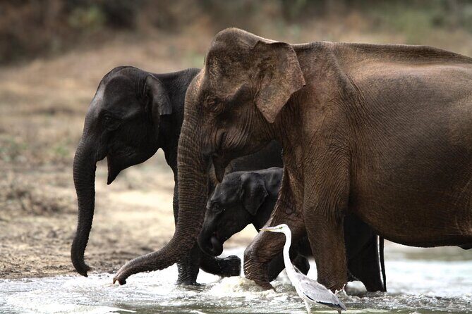 Yala safari Tours Morning /Afternoon /Fullday - Wildlife Encounters: What You Might See