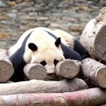 1-Day Dujiangyan Panda Base Volunteer Program Tour from Chengdu - Practical Tips for Travelers