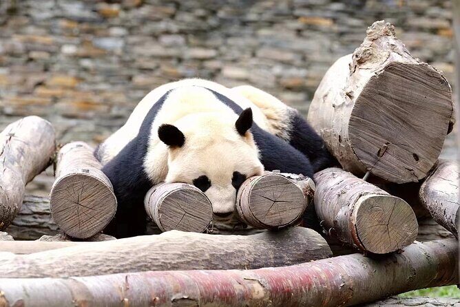1-Day Dujiangyan Panda Base Volunteer Program Tour from Chengdu - Practical Tips for Travelers