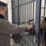 1-Day Dujiangyan Tour: Panda Volunteer Program and Mount Qingcheng - Authentic Experiences and Tips