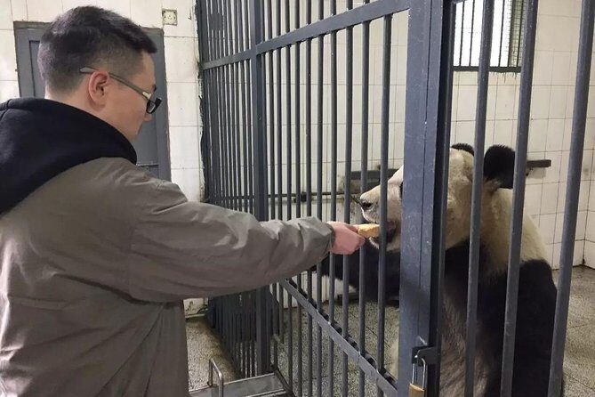 1-Day Dujiangyan Tour: Panda Volunteer Program and Mount Qingcheng - Authentic Experiences and Tips