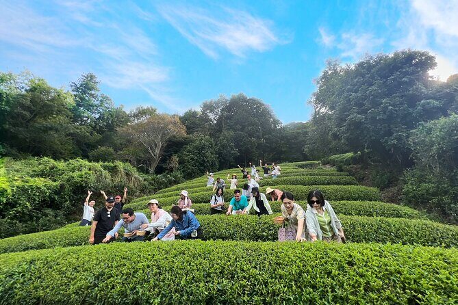 1 Day Matcha Farm Tour with Lunch and Bicycle Rental in Kyoto - What’s Included and What to Expect