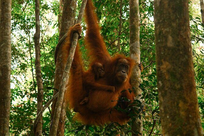1 Day Orangutan Jungle Trek in Sumatra - Final Thoughts: Who Would Love This Tour?