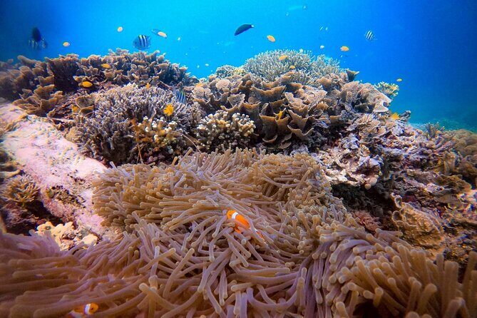 1-day Piaynemo Raja Ampat Tour hopping Island depart from sorong - What’s Included and What You Should Know