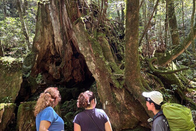 1 Day Shiratani Unsuikyo Adventure