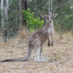 #1 Private Blue Mountains Tour by authentic story telling locals - Transportation and Group Size: Why It Matters