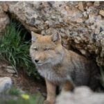 10 Day China Wildlife Expedition Tibetan Plateau and Snow Leopard - Practical Considerations