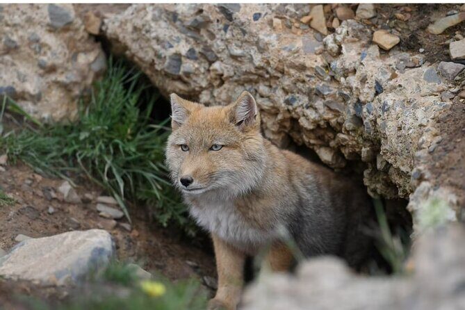 10 Day China Wildlife Expedition Tibetan Plateau and Snow Leopard - Practical Considerations