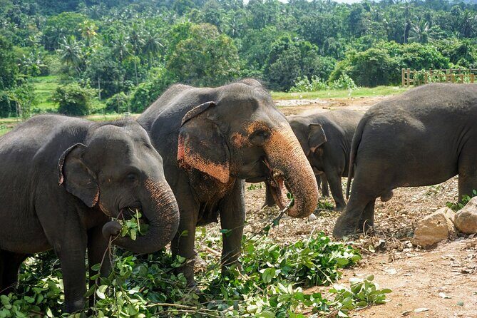 10 Days of Paradise in Sri Lanka Scenic Trains Beaches and More - Frequently Asked Questions