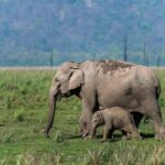 2 Day Jim Corbett National Park Tour from Delhi - Practical Details and Tips