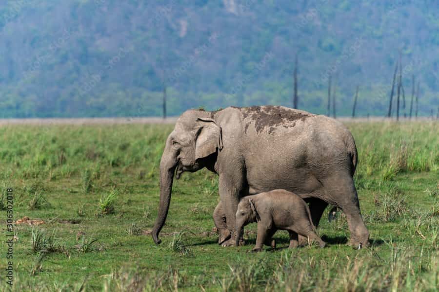 2 Day Jim Corbett National Park Tour from Delhi - Practical Details and Tips