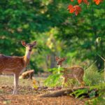 2 Day Jim corbett national park tour with 2 Safari - What Makes This Tour Stand Out?