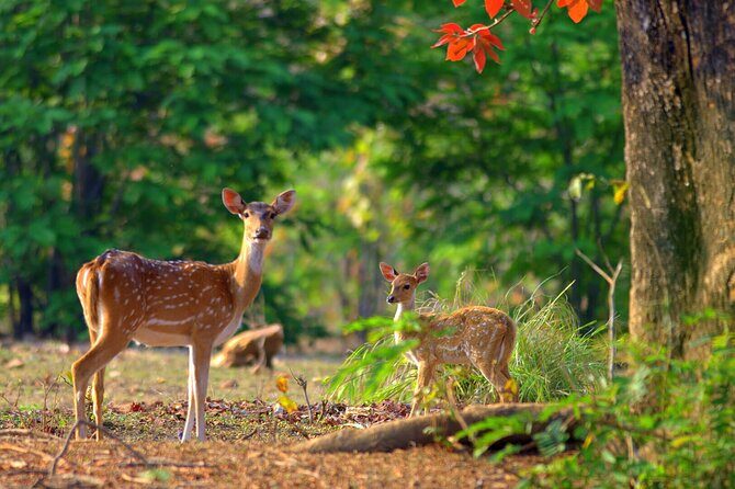 2 Day Jim corbett national park tour with 2 Safari - What Makes This Tour Stand Out?