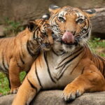 2-Day Jungle Safari with Sunrise view of Taj Mahal - A Closer Look at the Itinerary