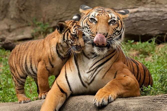 2-Day Jungle Safari with Sunrise view of Taj Mahal - A Closer Look at the Itinerary