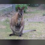 2-Day Kangaroo Island Private Tour - Transportation and Guide Experience