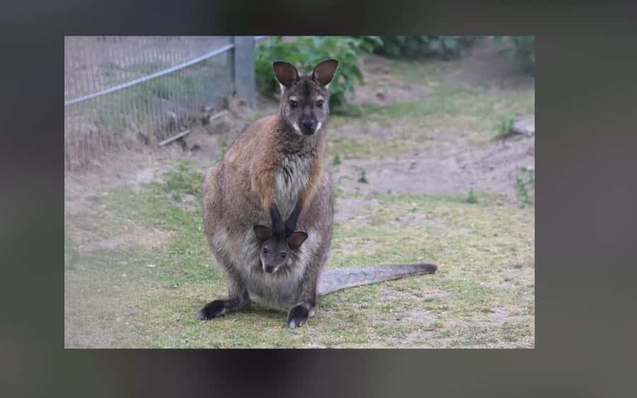 2-Day Kangaroo Island Private Tour - Transportation and Guide Experience