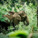 2-Day Kindred Spirit Elephant Sanctuary in Chiang Mai - Authentic Experiences & Real-Life Insights from Reviews