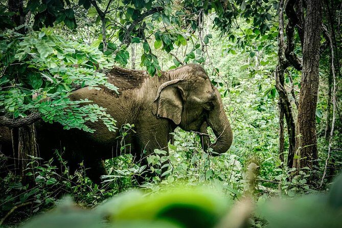2-Day Kindred Spirit Elephant Sanctuary in Chiang Mai - Authentic Experiences & Real-Life Insights from Reviews