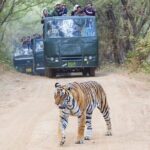 2-Day Ranthambore Tiger & Chambal River Safari from Jaipur - Practical Details: Transport, Accommodation & Safaris