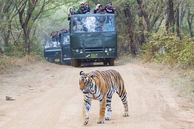 2-Day Ranthambore Tiger & Chambal River Safari from Jaipur - Practical Details: Transport, Accommodation & Safaris