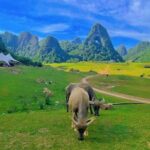 2 Day Tour in Ban Gioc Waterfalls from Hanoi - The Highlight: Ban Gioc Waterfall and Detian Falls