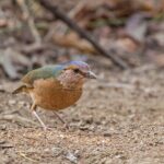 2 days Dalat bird watching tour - Key Points