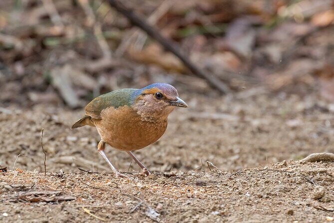 2 days Dalat bird watching tour - Key Points