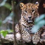 2 Days in Sri Lanka: All-Inclusive Tour to Ella and Yala with a 4-Star Hotel - What You’ll Love About This Tour