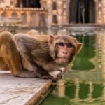 2 Days Jaipur City Tour from Agra - Practicalities and What You Need to Know