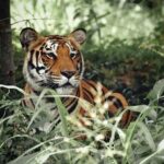 2 Days Private Jaipur & Ranthambore Tour (All Inclusive) - What’s Included and What’s Not
