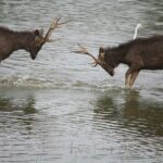 2 Days Ranthambore Wildlife Private Tour from Jaipur - What Makes This Tour Stand Out