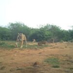 2 Days Sariska Wildlife and Heritage Escape from Delhi - What the Tour Offers in Practical Terms