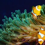 2 dives at coral reefs, Half day for certified divers - The Dive Experience