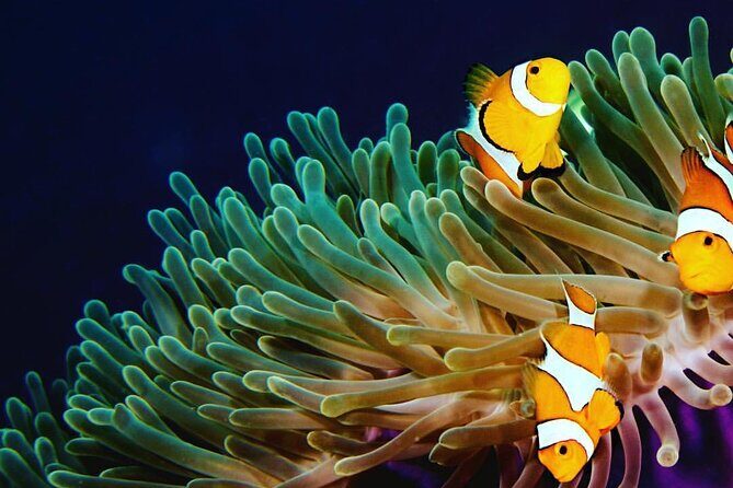 2 dives at coral reefs, Half day for certified divers - The Dive Experience