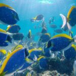 2-Hour Private Snorkelling in Maldives - Diving into the Details: What to Expect