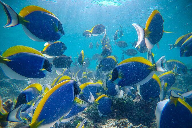 2-Hour Private Snorkelling in Maldives - Diving into the Details: What to Expect