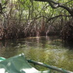2 hours private Madu River Safari - Authentic Insights from Reviewers