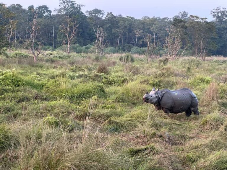 2-Night Treehouse Tower Night Stay in Chitwan National park - What’s Included and How It All Works