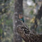 2 nights 3 days Chitwan Jeep Safari Package - Day 1: Settling In and Exploring the Park