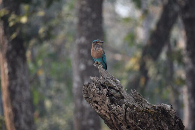 2 nights 3 days Chitwan Jeep Safari Package - Day 1: Settling In and Exploring the Park