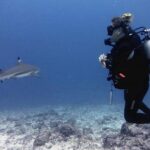 2 Tank (1 Day) Guided Diving for Certified Divers - Denarau Marina - Who Should Consider This Tour?