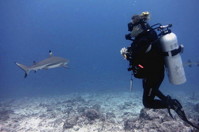 2 Tank (1 Day) Guided Diving for Certified Divers - Denarau Marina - Who Should Consider This Tour?